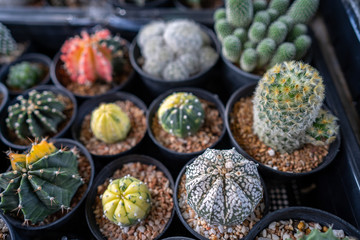 Different kind of cactus's for sale on market.
