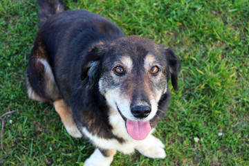 Small cute dog sitting in grass.