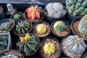 Different kind of cactus's for sale on market.