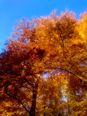 Beautiful Autumn and Fall Colors of Trees in Forest 