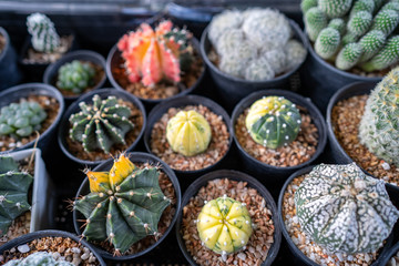 Different kind of cactus's for sale on market.