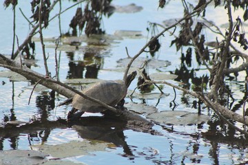 Naklejka premium turtles on a log
