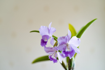 Beautiful blossom purple cattleya in garden.
