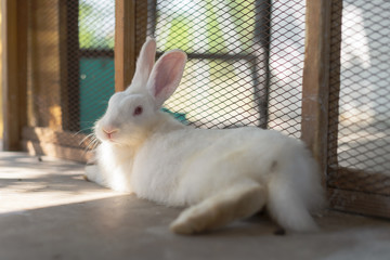 White Rabbit laying down in cage