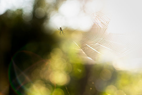 Spider spinning a web