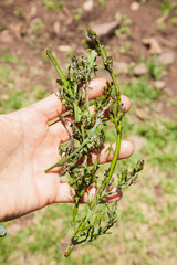 Plant for making herbal soap at Taquile Island at lake Titicaca in Peru