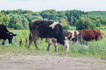 Cows graze in a field on green grass