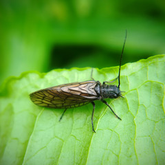 Alderfly, Sialis
