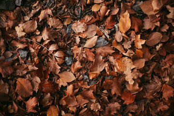 Fallen leaves 