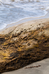 Caribbean coast nature details.  Cahuita National Park, Costa Rica
