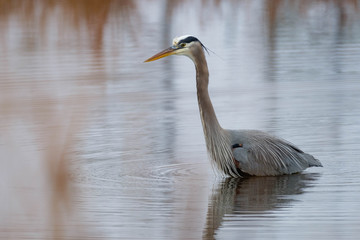 great blue heron in water