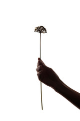 Girl's hand holds a flower, leaf, plant - silhouette, gift