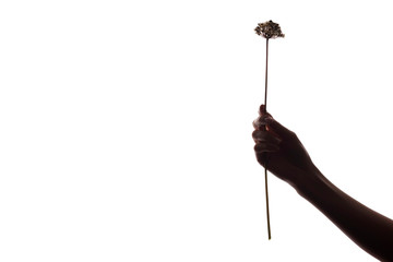 Girl's hand holds a flower, leaf, plant - silhouette, gift