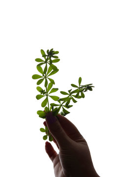 Girl's hand holds a leaf, plant - silhouette, gift