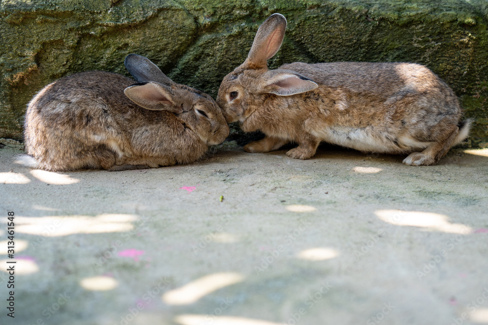 Wall mural Cute brown rabbit lying in shade at ground. - Wall murals