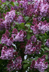 Fototapeta premium Close-up beautiful lilac flowers with the leaves. Beauty world.