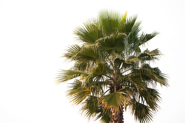 Photo of a green palm tree on a white background.