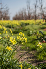 Field of beautiful colors. Nature, natural background. Image.