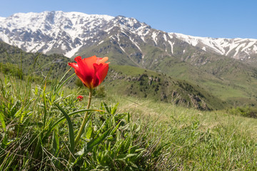 Fresh tulip - a sign of spring in the foothills of the Tien Shan, Kazakhstan