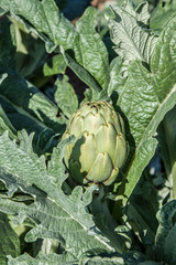 Artichokes of Valencia. Artichoke Field Valencian orchard. Image.