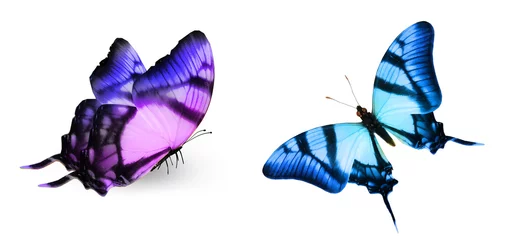 Fotobehang Vlinders Kleur vlinders, geïsoleerd op een witte achtergrond