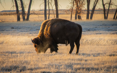 Solitary bull baffalo grazing on prarie grass