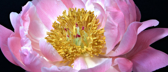 Pink peonie closeup © Gordon