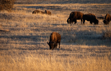 A herd of buffalo grazing on the plains.
