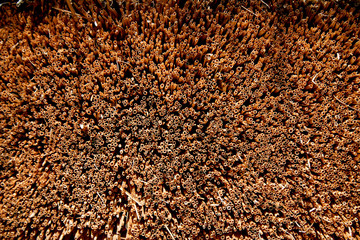 Straw tubes that overlap old houses