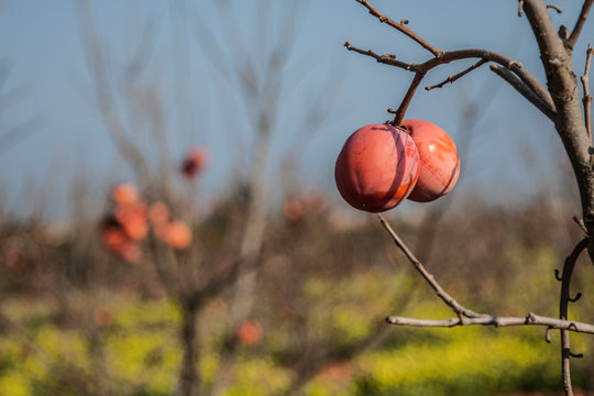 kaki, persimmon of the trees of the garden of Valencia - Spain. Image.