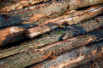 Uncovered peeled logs of wood