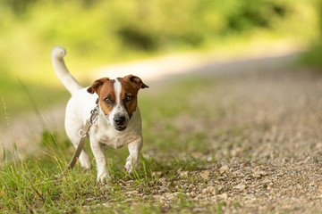 little good Jack Russell Terrier walks alone in the woods on a path. To be on the safe side he has a leash around his neck