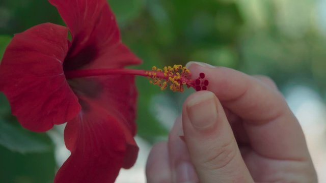 Finger touches stamen with pollen of red Chinese Hibiscus flower, Slowmo Closeup