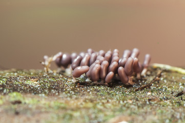 Arcyria species are myxomycetes organisms of the Protozoa kingdom, looking like small sausages, specimens still immature