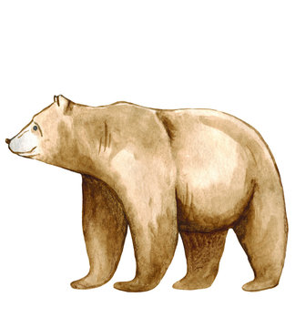 Brown bear, watercolor hand draw illustration. Isolated on a white background.Watercolor animals