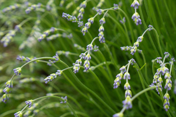 Fototapeta premium Lavanda's flowers on green background. Close-up photo.