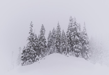 Winter Tree Scene in Snow