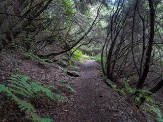 La Zarza nature park with path in beautiful mysterious Laurel forest, laurisilva in the northern part of La Palma, Canary Islands, Spain