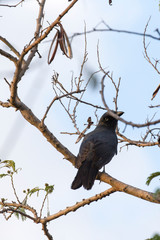 Strepera Fuliginosa, a crow like bird