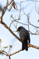 Strepera Fuliginosa, a crow like bird