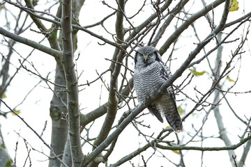 Northern Hawk Owl (Surnia ulula)