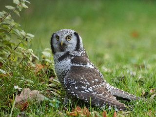 Northern Hawk Owl (Surnia ulula)