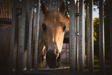 Pferdemodel © Olaf Schlenger
