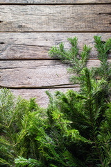 Holiday banner Green Christmas natural fir spruce