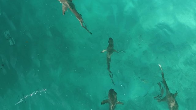 Black tip reef sharks swim through the shallow waters of Rangiroa, French Polynesia. 