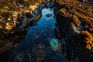 California Tide Pools with Sea Anemone