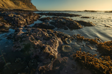 California Tide Pool