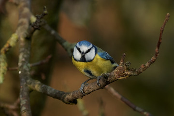 Blue Tit (Cyanistes caeruleus)