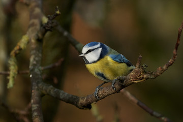 Blue Tit (Cyanistes caeruleus)