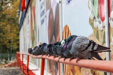Fototapeta na wymiar Pigeons sitting on the railing, pressed against each other. Cold autumn day